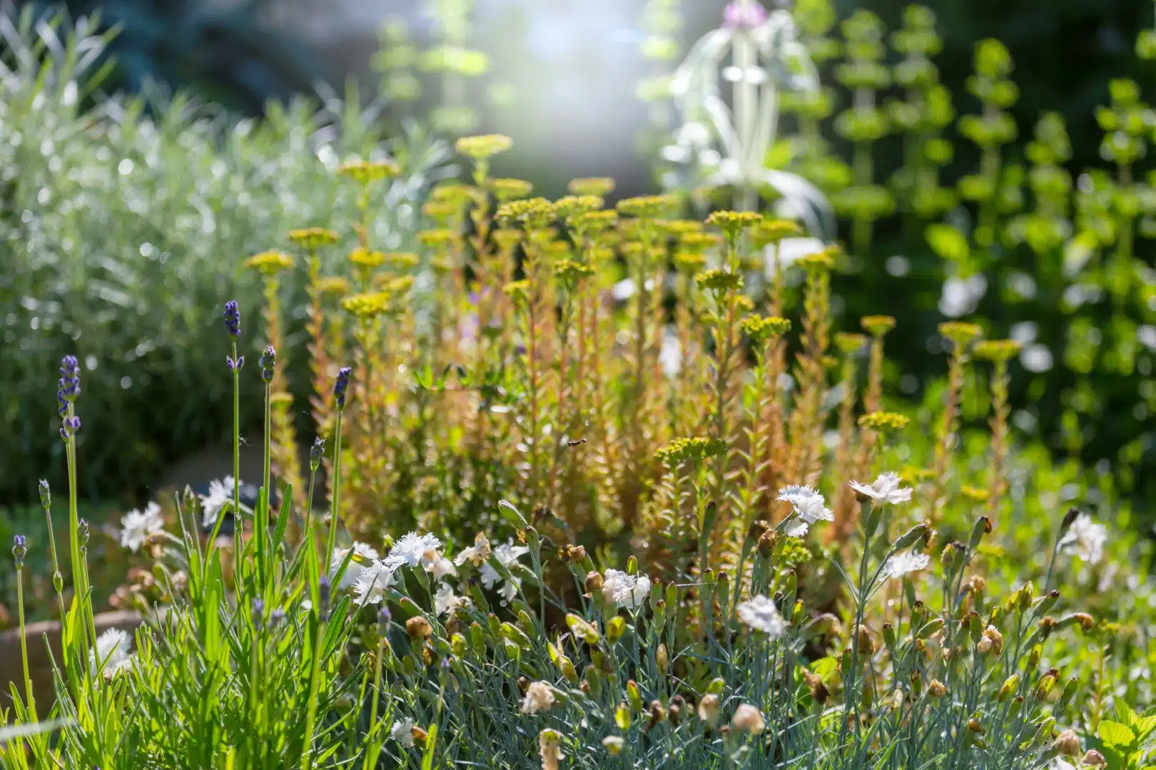 Blumen im Garten Eine sonnige Blumenwiese mit verschiedenen Pflanzen und Blumen in voller Blüte. Im Vordergrund sind Gräser, Lavendel und weiße Blüten zu sehen, während im Hintergrund gelbliche Blüten und grüne Pflanzen leuchten. Das Bild vermittelt eine friedliche und natürliche Atmosphäre.