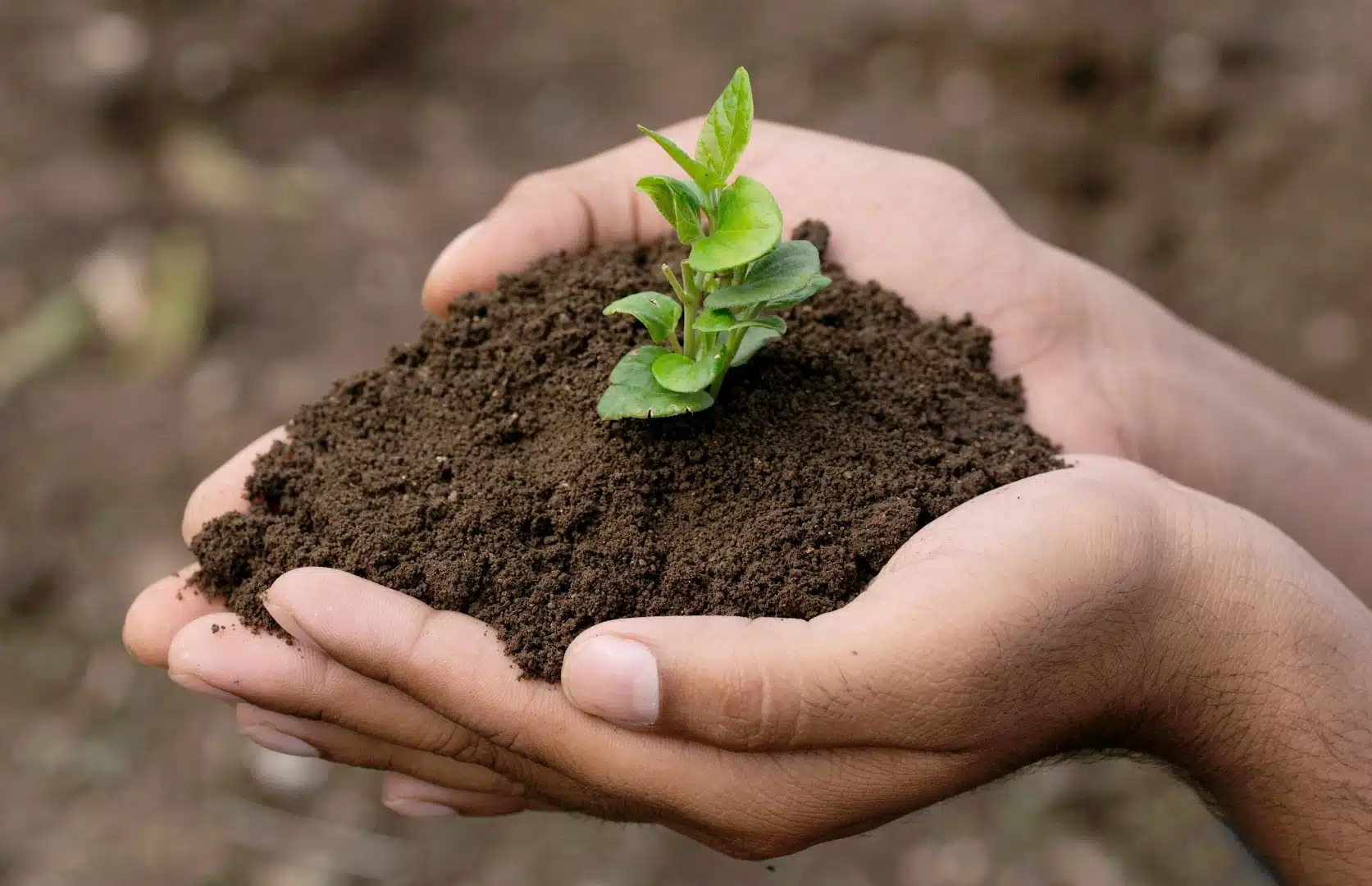 Das Bild zeigt zwei Hände, die eine kleine Menge Erde mit einem zarten grünen Pflänzchen halten. Es symbolisiert Wachstum, Nachhaltigkeit und den achtsamen Umgang mit der Natur. Der Hintergrund ist unscharf, wodurch der Fokus klar auf den Händen und dem Setzling liegt.